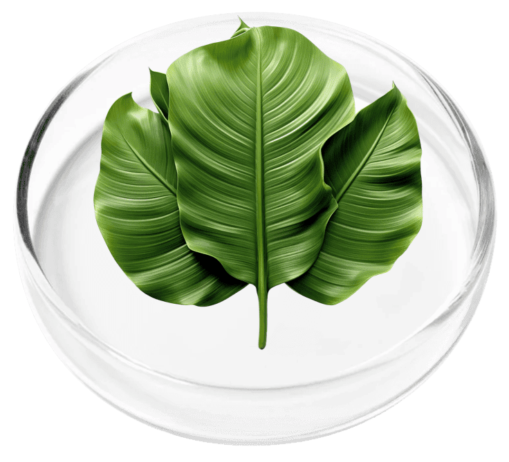 Banana Leaf