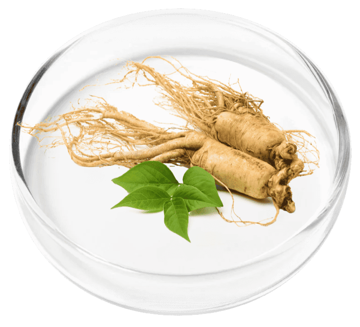 Korean Ginseng