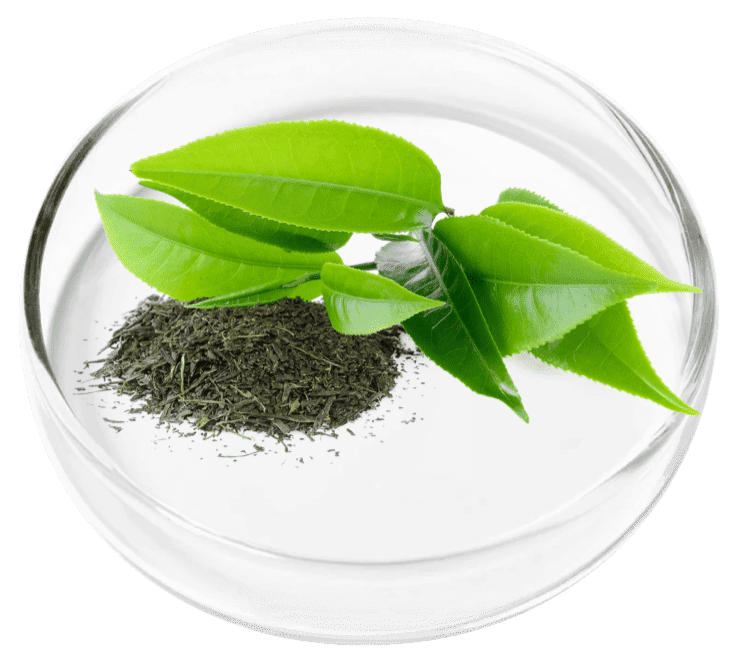 Green Tea Leaf Extract