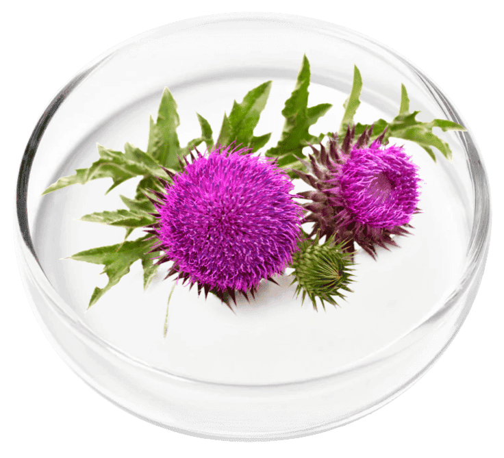 Milk Thistle