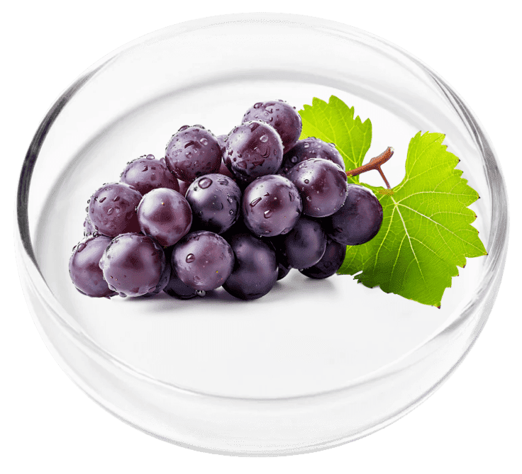 Resveratrol